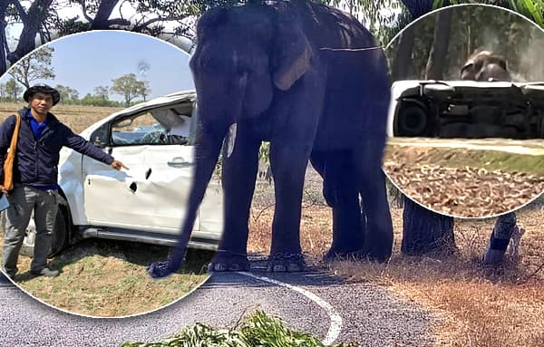 Elephant attack in Buriram highlights hidden costs of Thailand's elephant tourism