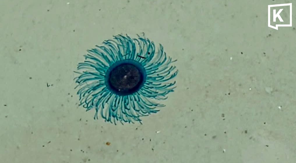 Blue Button jellyfish close swimming areas at Similan Islands