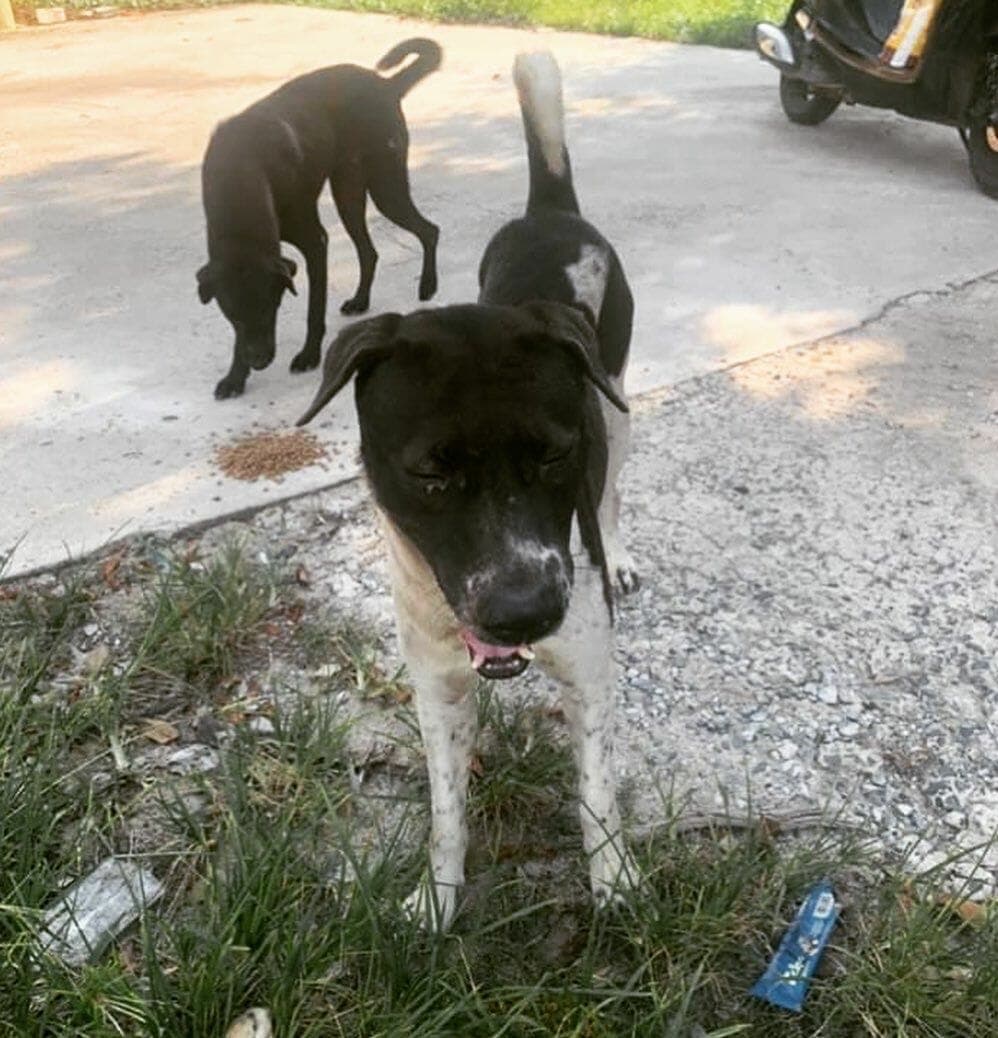 Every dog deserves a chance