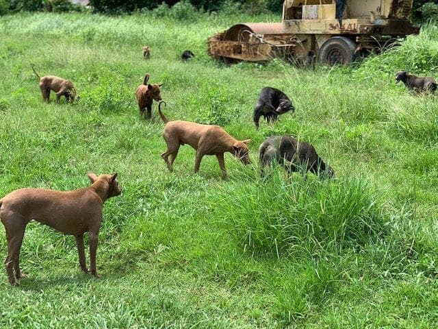 Rescued dogs healthy and active in a green field after receiving care
