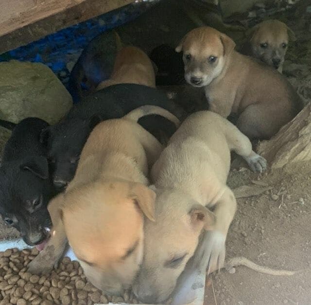 Puppies getting their first proper meal