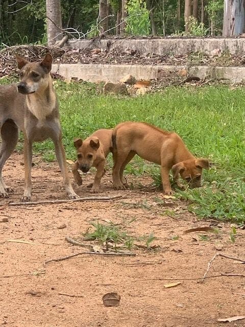 A mother guards her pup on Koh Chang
