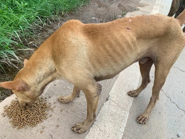 Malnourished street dog before rescue — ribs visible, eating kibble on the roadside